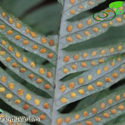 Polypodiaceae-Benlieğreltiler