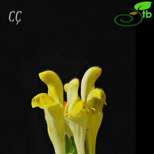 Subsp. alpina