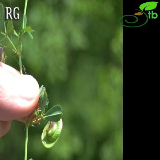 Medicago orbicularis