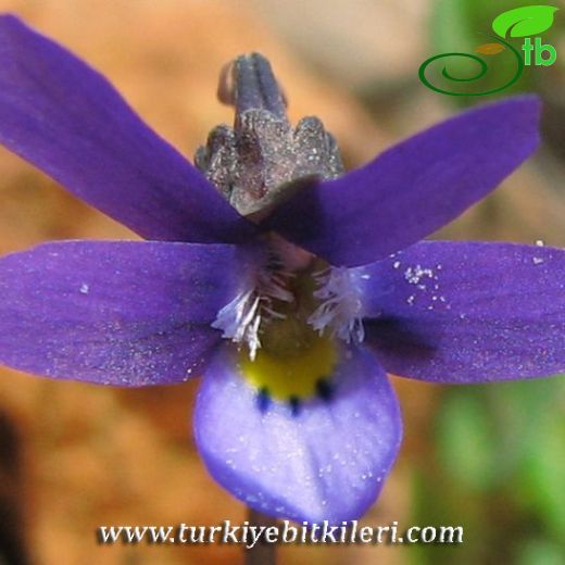 Viola heldreichiana