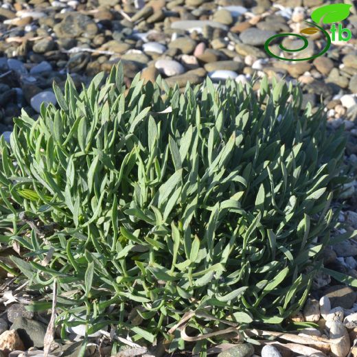 Apiaceae-Maydanozgiller