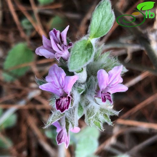 Stachys bombycina