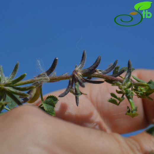 Medicago monspeliaca