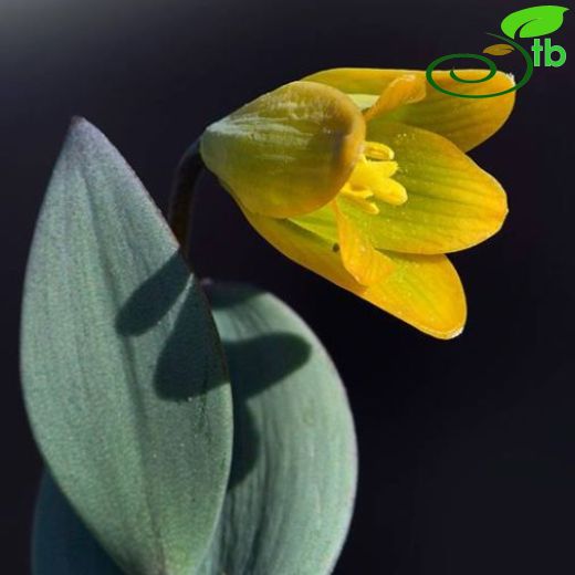 Fritillaria byfieldii