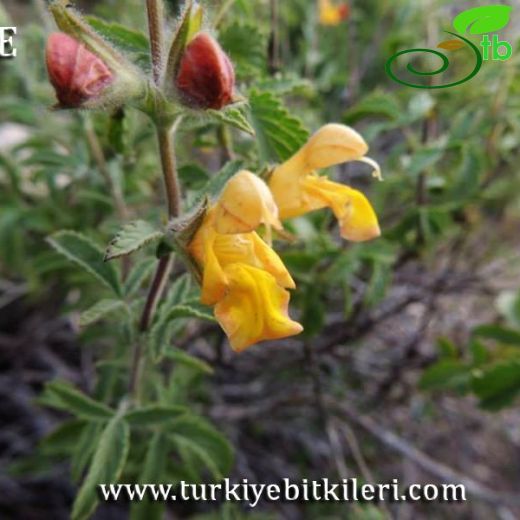 Salvia adenophylla