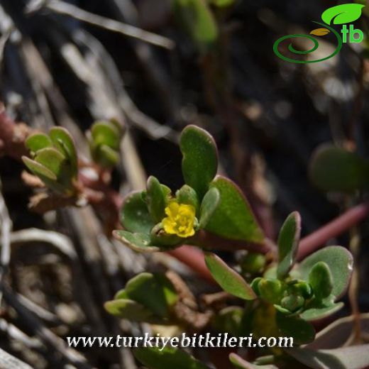 Portulacaceae-Semizotugiller