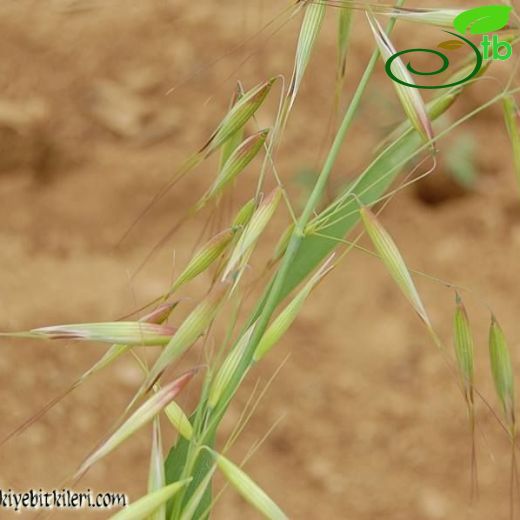 Avena sativa