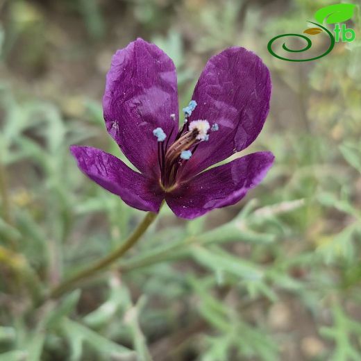 Roemeria-Cin haşhaşı
