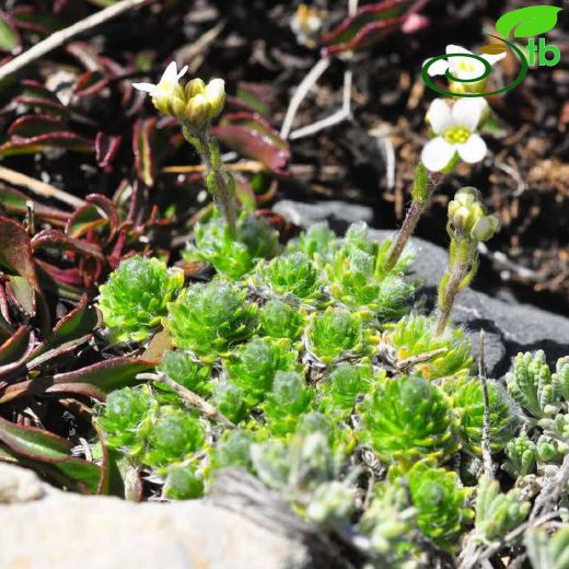 Arabis-Kazteresi