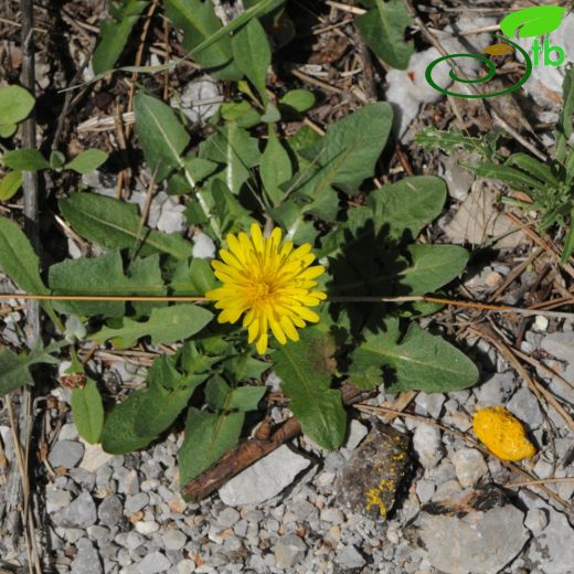 Taraxacum hybernum