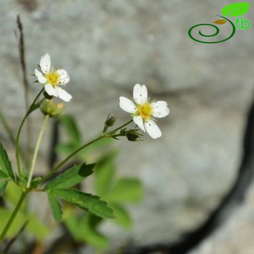 Fragaria-Çilek