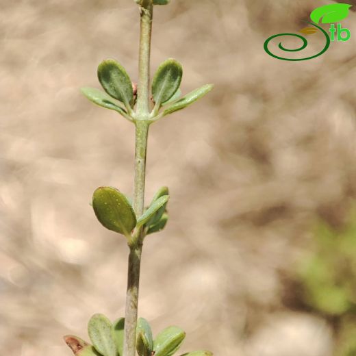 Hypericaceae-Kantarongiller