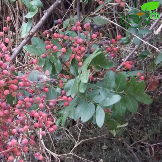 Anacardiaceae-Menengiçgiller