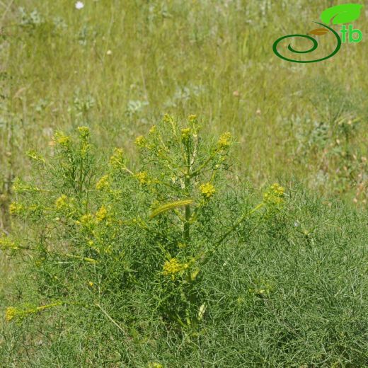 Apiaceae-Maydanozgiller