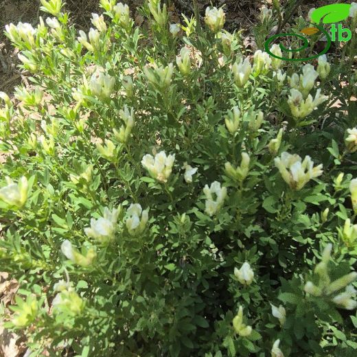 Cytisus albus