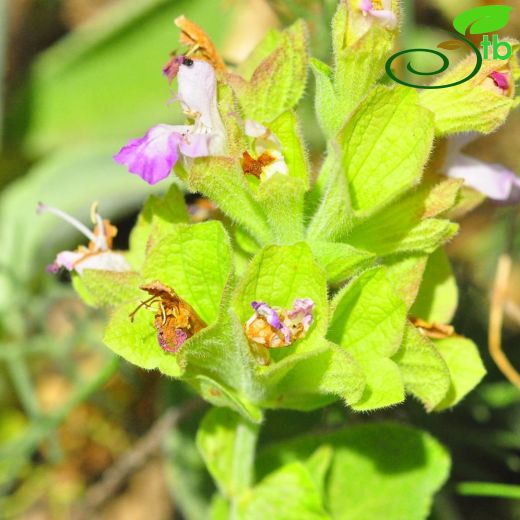 Salvia absconditiflora