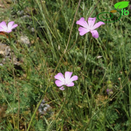 Agrostemma-Buğdaykaramuğu