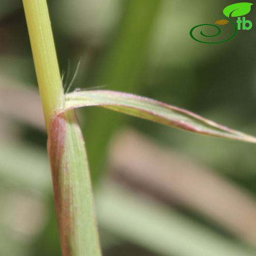 Imperata- Çardakotu