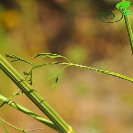 Dichoropetalum