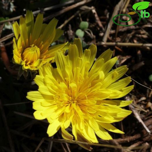 Taraxacum hellenicum