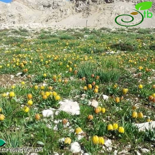 Fritillaria aurea