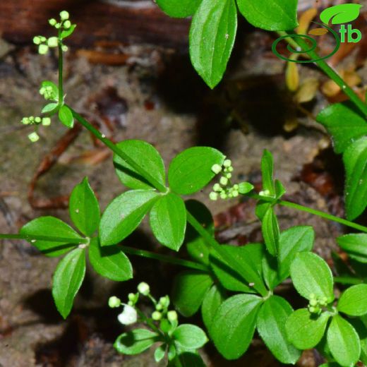 Rubiaceae-Kökboyagiller