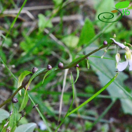 Cardamine bulbifera