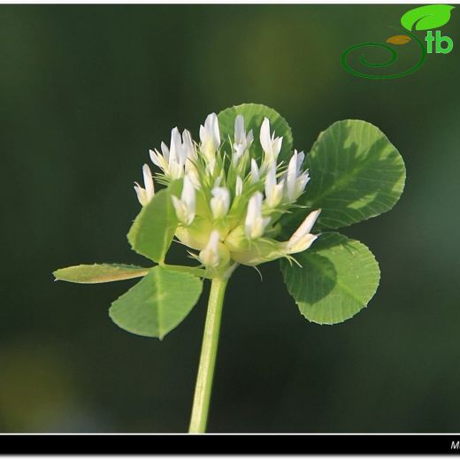 Trifolium aintabense