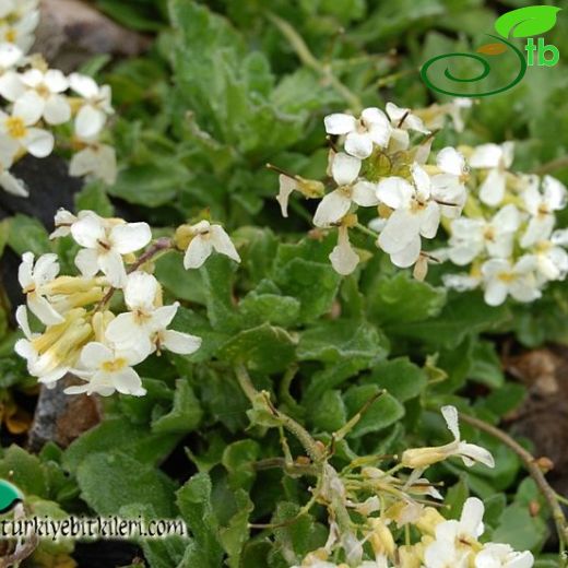 Arabis alpina