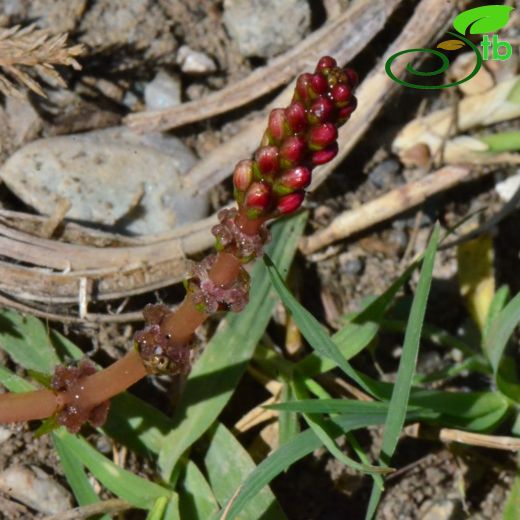 Haloragaceae-Sucivanperçemigiller