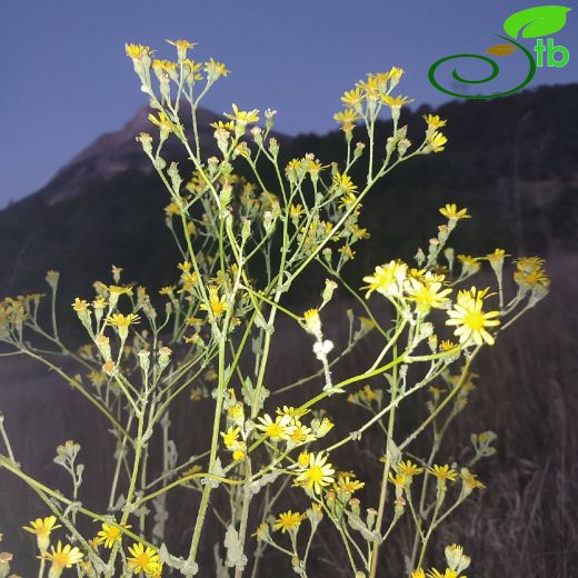 Asteraceae-Papatyagiller