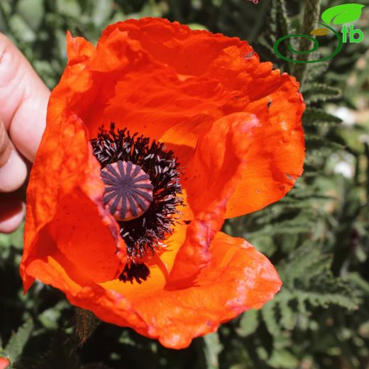 Papaver bracteatum