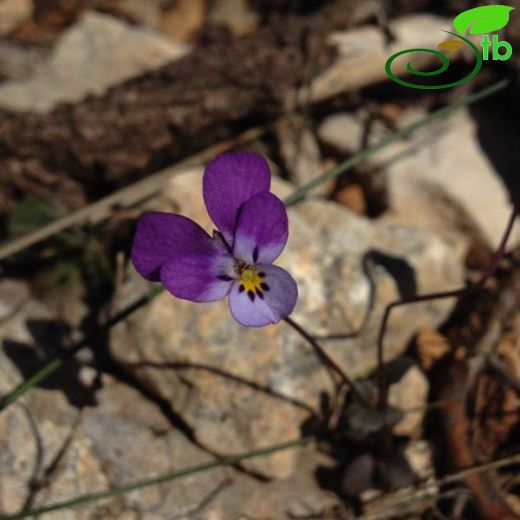 Viola ermenekensis