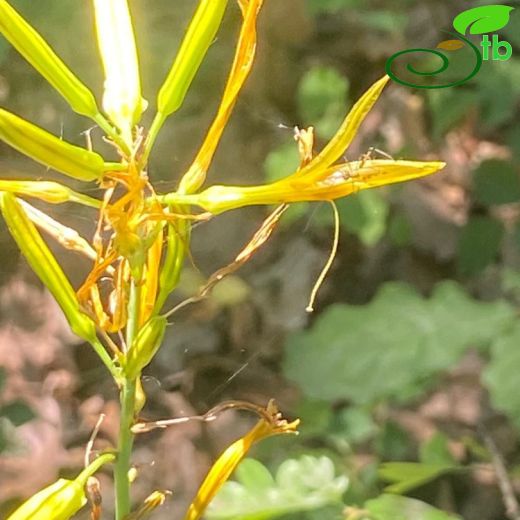 Xanthorrhoeaceae-Çirişgiller