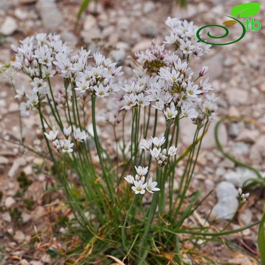 Allium trifoliatum