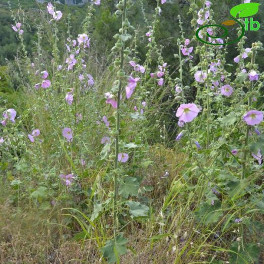 Alcea biennis