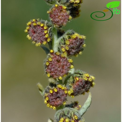 Asteraceae-Papatyagiller