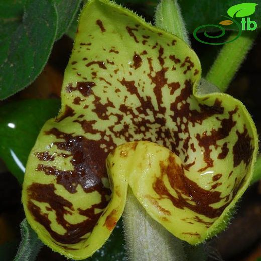 Aristolochia paecilantha