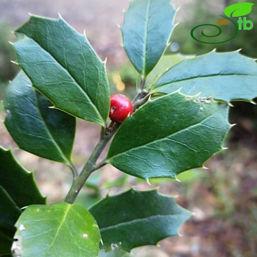 Aquifoliaceae-Işılgangiller