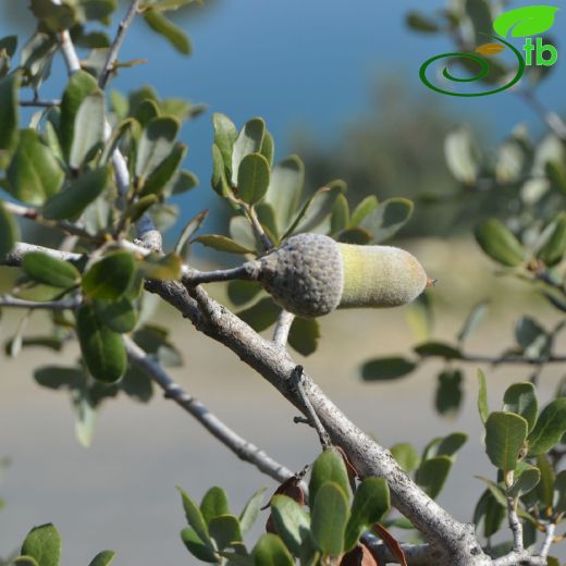 Fagaceae-Kayıngiller