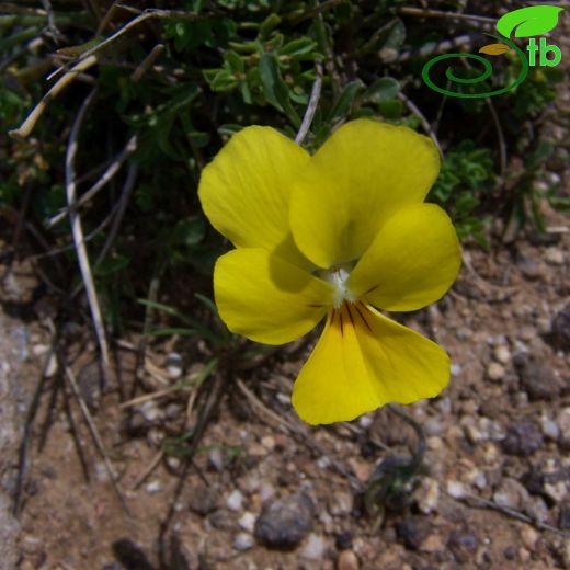 Viola altaica