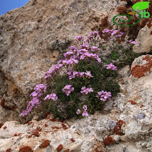 Arabis lycia