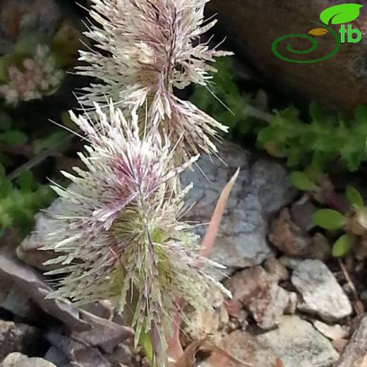 Lamarckia-Altıntopotu