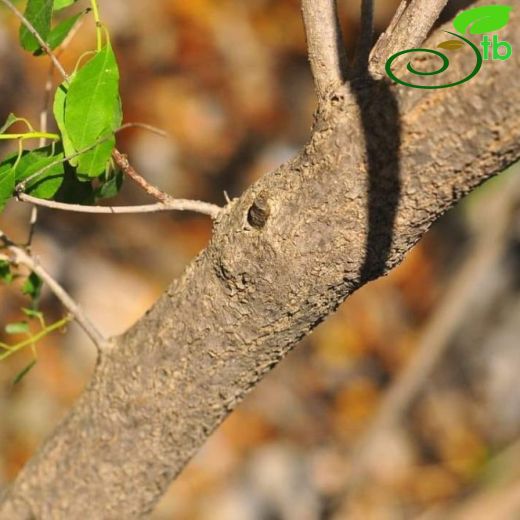 Phyllanthaceae-Duvarnohutugiller