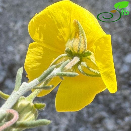 Fumana-Kırgüneşotu