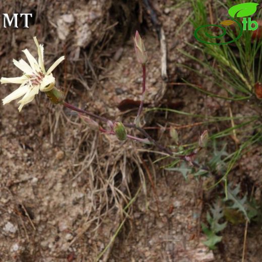 Lactuca tuberosa