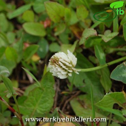 Trifolium ambiguum