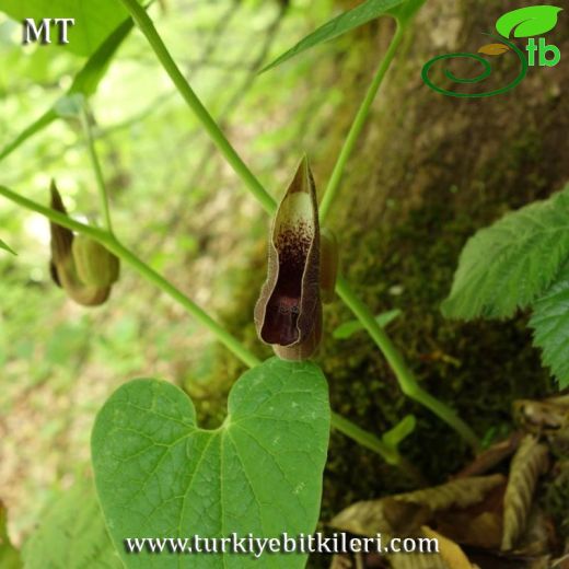 Aristolochia pontica