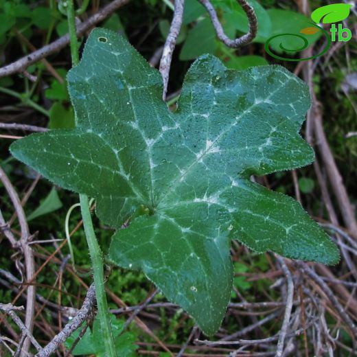 Cucurbitaceae-Kabakgiller