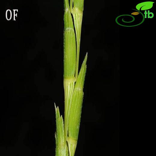 Aegilops speltoides